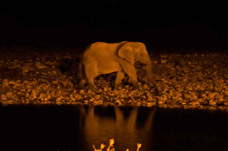 Elefante - parque nacional de Etosha - Namibia - imagen nocturna 3.jpg
